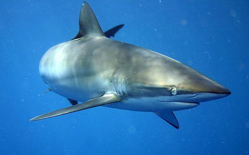 Silky shark